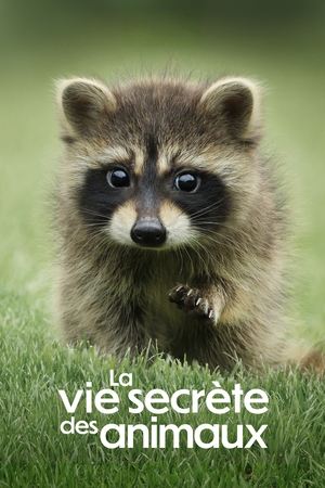 Regarder La Vie secrète des animaux en Streaming