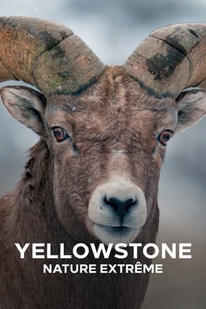 Yellowstone : Nature extrême Saison 1 Episode 5